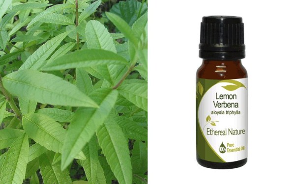 Essential Oil - Lemon Verbena 10ml